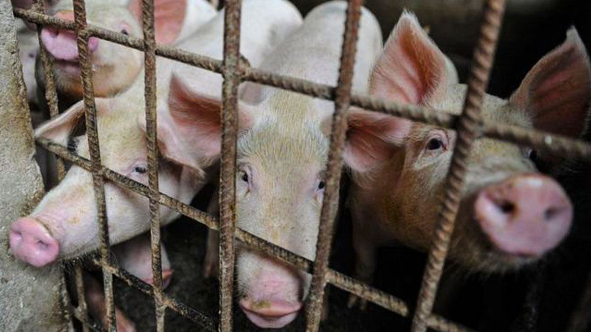 Por qué el precio del cerdo se dispara en el mundo