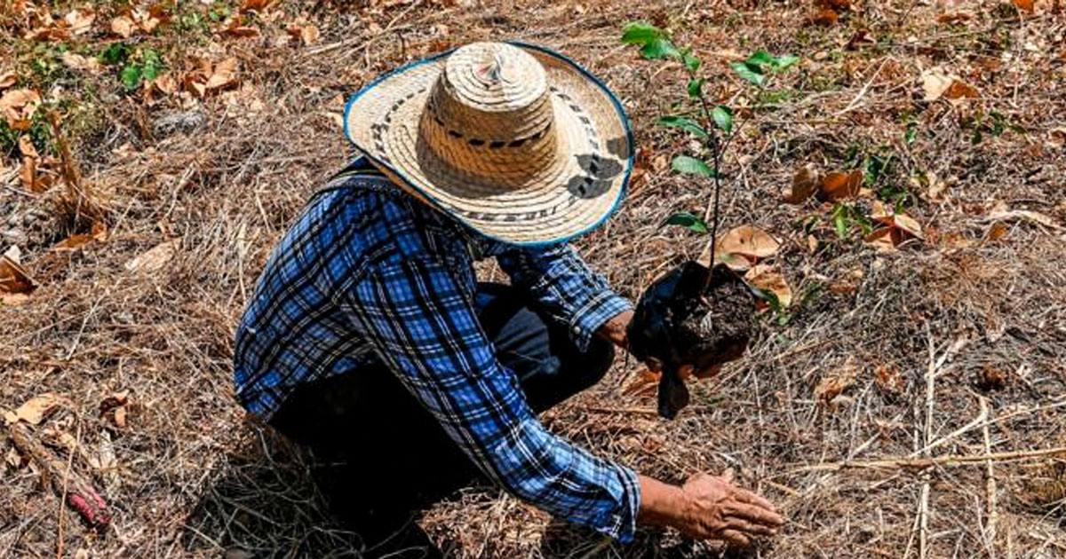 Cómo perjudica a América Latina la elogiada agricultura verde de Europa